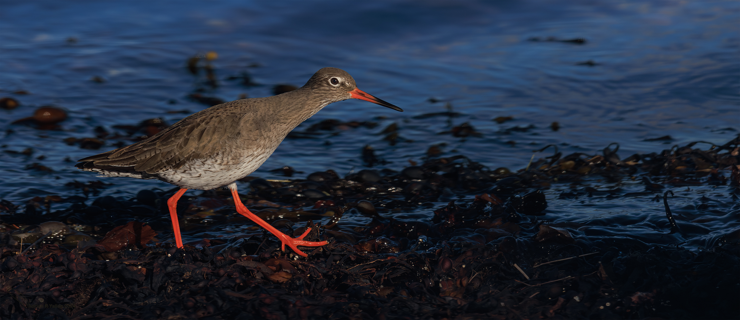   Redshank 